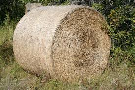 images?q=tbn:ANd9GcQnFbCJgxtal4xtottNYoQ1PsoxFBWrRPqcd_QzG6z3IApO4QMC