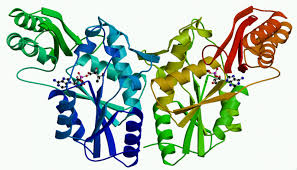 Image result for protein structure