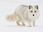 Arctic fox