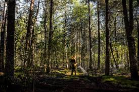 Grondvuur zorgt voor dik 7000 vierkante meter zwartgeblakerde bosgrond tussen Helden en Kessel
