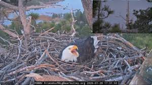 VIDEO: Big Bear bald eagle scares off potential predator