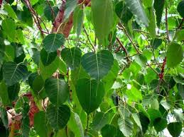 Image result for sagwan image green tree image