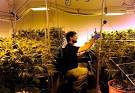Image result for pole and dagga houses
