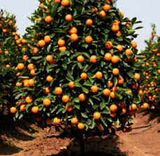 Képtalálat a következőre: „narancsfa”