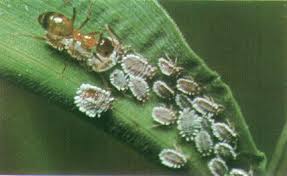 Résultat de recherche d'images pour "scale insects"