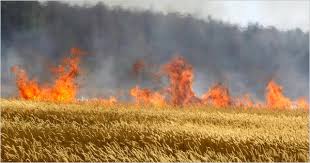 Image result for agriculture cause air pollution