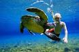 Snorkeling with sea turtles in oahu