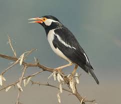 BURUNG JALAK NIAS Gambar Aneka Burung Jalak Nias dan Tips Merawat