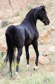 Image result for IRAN HORSES