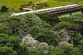 Showers bring early pop of colour to Singapore cityscape through buds, blossoms