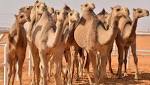 أزمة تعويم الجنيه السوداني تخفض