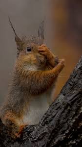 images?q=tbn:ANd9GcQo09_SOSRBAMk98Ga1_j7pkE9rx9_SXqc6vt5Q3Suh-1a3ZrJbHw