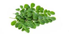 Image result for Moringa