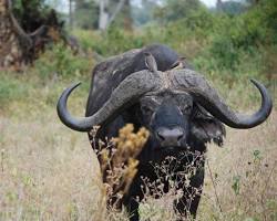 Buffalo in Ngorongoro Crater