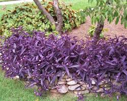 Image of Setcreasea purpurea plant