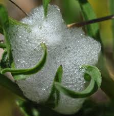 Image result for spittle bug