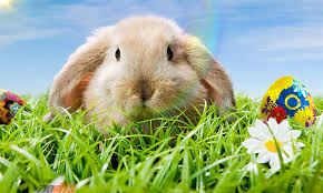 Résultat de recherche d'images pour "easter bunny"