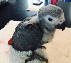 Image result for baby macaw parrot for sale