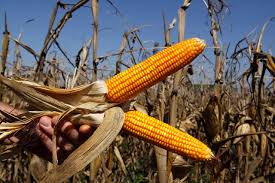 Notícias Agrícolas - News update