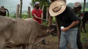 Ameg condena sobrerregulación y afectación en la cadena de suministro por medidas contra el gusano barrenador Asociación Mexicana de Productores de Carne advierte que los nuevos controles sanitarios y múltiples retenes para evitar el avance del gusa