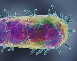 Image of Yersinia pestis bacteria
