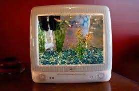 Image result for betta fish tank