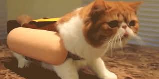 Image result for cat