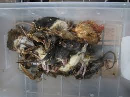 Image result for dead rat