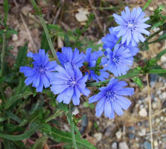 Chicory, mavenagecy.ng