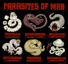 Image result for parasites