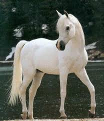 Résultat de recherche d'images pour "chevaux beau"