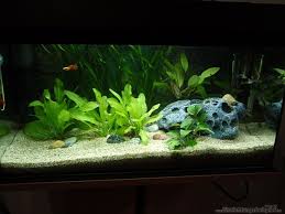 Aquarium von Andreas Zelder: Becken 2339