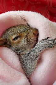All About Squirrels | Facebook