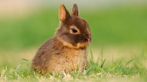 Image result for RABBIT