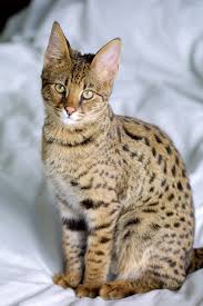 Resultado de imagem para savannah cat