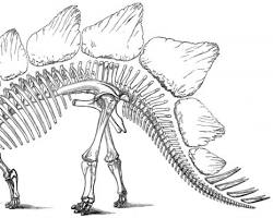 Image of Stegosaurus skeleton with focus on small skull and large sacral canal Marsh's Second Brain theory