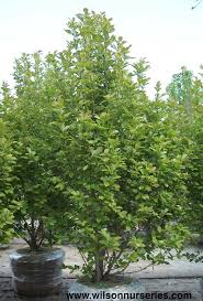 Image result for merrill magnolia