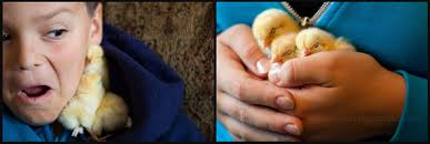 Small Potatoes for Childhood 101 - raising chickens - family pets. The chicks loved to snuggle anyone, anywhere! I was constantly finding them in hoodie ... - Small-Potatoes-for-Childhood-101-raising-chickens-family-pets