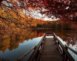 Immagine di Foresta Umbra in autunno