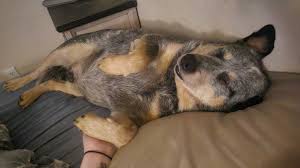 You would really think he had a 108 hr work week. 🙄 Anyways, here's way too many pictures of Hank 😂