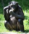 Bonobo singe