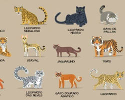 Imagem de Diversidade de felinos: leão, tigre, onçapintada, leopardo, guepardo e gato doméstico