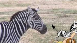 Résultat de recherche d'images pour "domesticated zebra"
