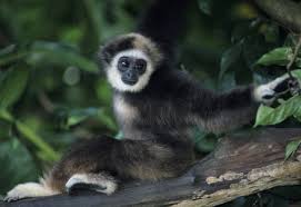 Image result for gibbon