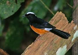 Hasil gambar untuk murai batu