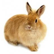 Image result for RABBIT