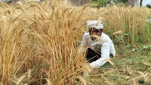 PM Kisan Nidhi की 20वीं किस्त खतरे में! UP के इस जिले में 30,000 से ज्यादा किसान लाभ से हो सकते हैं वंचित