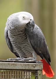 Image result for african grey parrot for sale
