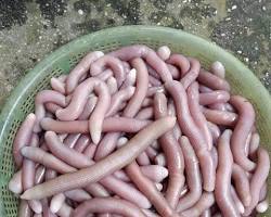 Hình ảnh về Sá sùng