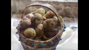 Resultado de imagem para patlican incir